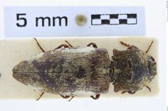 Foto (Dorsalansicht) von Agrypnus scutellatus (NHMW-ZOO-COL-0008121)